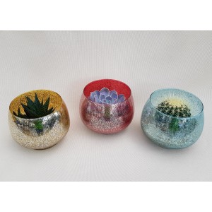 Tre piante grasse in vasi colorati. Cactus e succulente decorative.