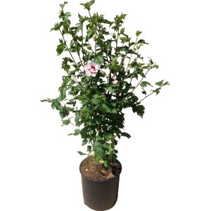 Altea (Ibisco) in vaso con fiori rosa e bianchi e foglie verdi.