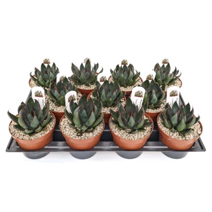 Mangave Praying Hands PBR- Piante grasse vaso Ø 12 cm