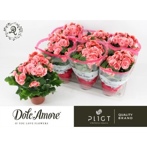 Begonia Elatior rosa e bianca in vaso, altezza circa 20-30 cm. Pianta da interno con fiori rosa.