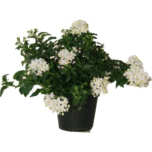 t.b.t. pianta da vaso con fiori bianchi.