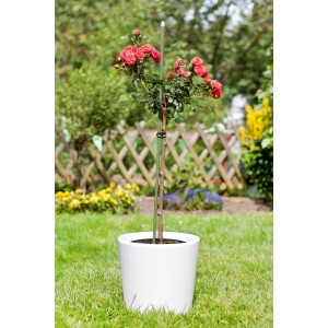 Tutore per piante verde scuro (150 cm) sostiene rosa in vaso bianco, supporto per rampicanti.