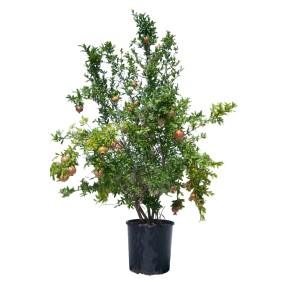 Albero di melograno in vaso con frutti. Ideale per il tuo giardino.
