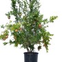 Albero di melograno in vaso con frutti. Ideale per il tuo giardino.