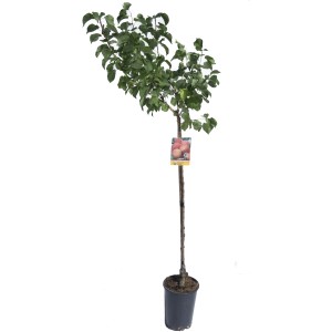 Albero da frutto t.b.t. in vaso con foglie verdi.