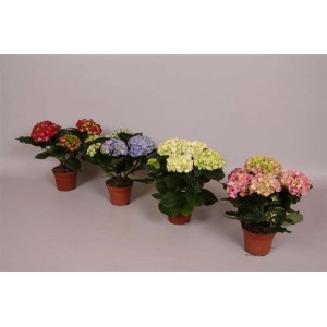 Ortensie di vari colori in vaso, ad es. rosso, blu, verde e rosa.