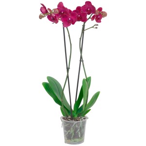 Orchidea farfalla con fiori rossi, 2 steli, in vaso trasparente.