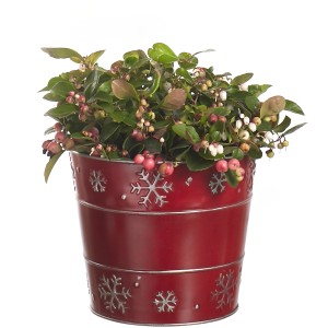 Pianta fiorita in vaso rosso con motivo a fiocco di neve.