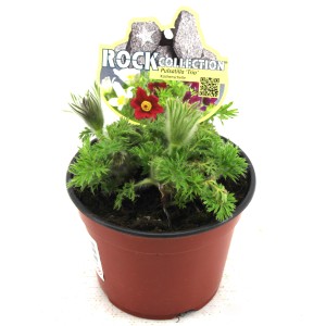 GROW by OBI Pulsatilla Trio in vaso, altezza circa 23 cm, con fiori rossi, bianchi e viola.