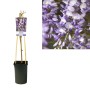 Glicine fiorito in vaso con supporto per rampicanti.