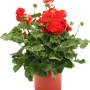Geranio rosso in vaso per balcone e terrazza. Pianta da balcone fiorita.