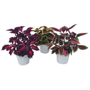 Coleus in vaso Ø 14 cm sfumature colore assortite