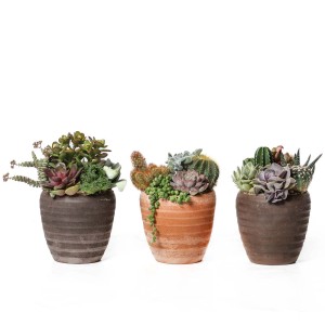 Composizione piante grasse Vaso Terracotta rigato