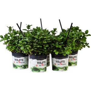 Diverse piante di menta Mojito in vaso con cannucce, ideali per cocktail.