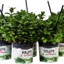 Diverse piante di menta Mojito in vaso con cannucce, ideali per cocktail.