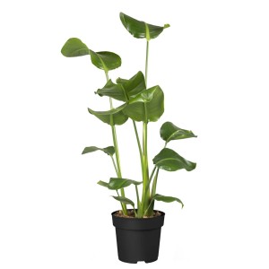 Pianta verde da interno t.b.t. in vaso nero.