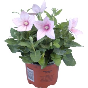 GROW by OBI Platycodon (fiore a palloncino) con fiori rosa in vaso.