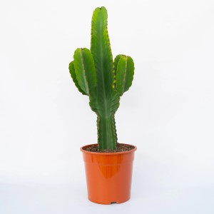 Cactus verde in vaso marrone, categoria Cactus