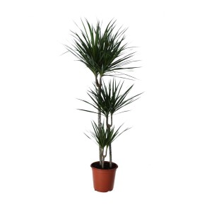 Dracena verde (t.b.t.) in vaso marrone, pianta da interno.
