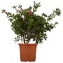 Arbusto Callistemon in vaso, foglie verdi, fiori rossi, arbusto ornamentale.