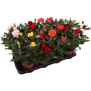 Rose in vaso, vaso da circa 12 cm, vari colori come rosso, giallo, rosa e arancione.