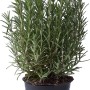 Rosmarino in vaso, pianta aromatica per cucina e giardino.