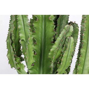 Succulenta verde t.b.t., simile a un cactus con spine.