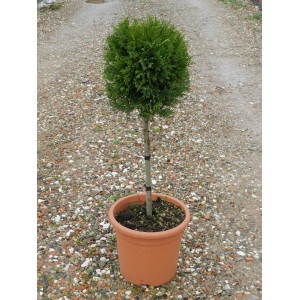 Cipresso di Leyland 'Pyramidalis' in vaso, altezza circa 65 cm. Conifera sempreverde adatta per la potatura.