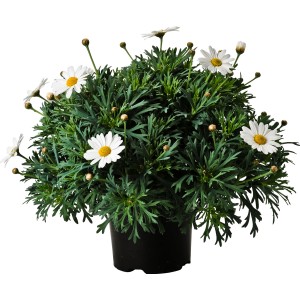 Margherita in vaso con fiori bianchi e foglie verdi.