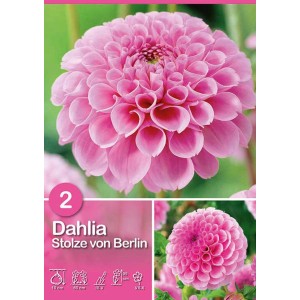 Dalia rosa 'Stolze von Berlin', fiore a pompon, ideale per aiuole e vasi.