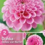 Dalia rosa 'Stolze von Berlin', fiore a pompon, ideale per aiuole e vasi.