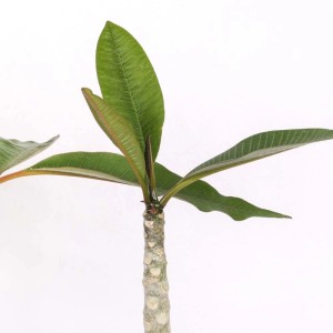 Plumeria pianta da collezione vaso Ø 17 cm