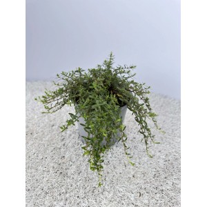 t.b.t. in vaso, una pianta perenne verde e ricadente per giardino o balcone.