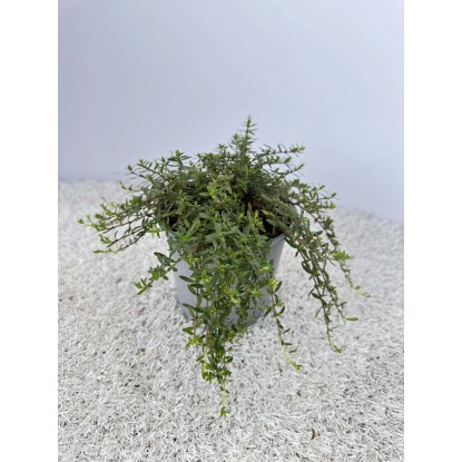 Santoreggia vaso 14 cm