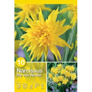 Narciso botanico giallo a fiori doppi Rip van Winkel, ideale per aiuole e vasi.