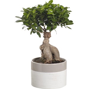 Bonsai in vaso con motivo colorato grigio e bianco.