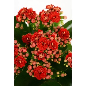 Calandiva rossa Flammendes Käthchen in vaso da 9 cm, una Kalanchoe Bossfeldiana con fiori doppi rossi.