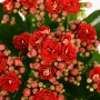 Calandiva rossa Flammendes Käthchen in vaso da 9 cm, una Kalanchoe Bossfeldiana con fiori doppi rossi.
