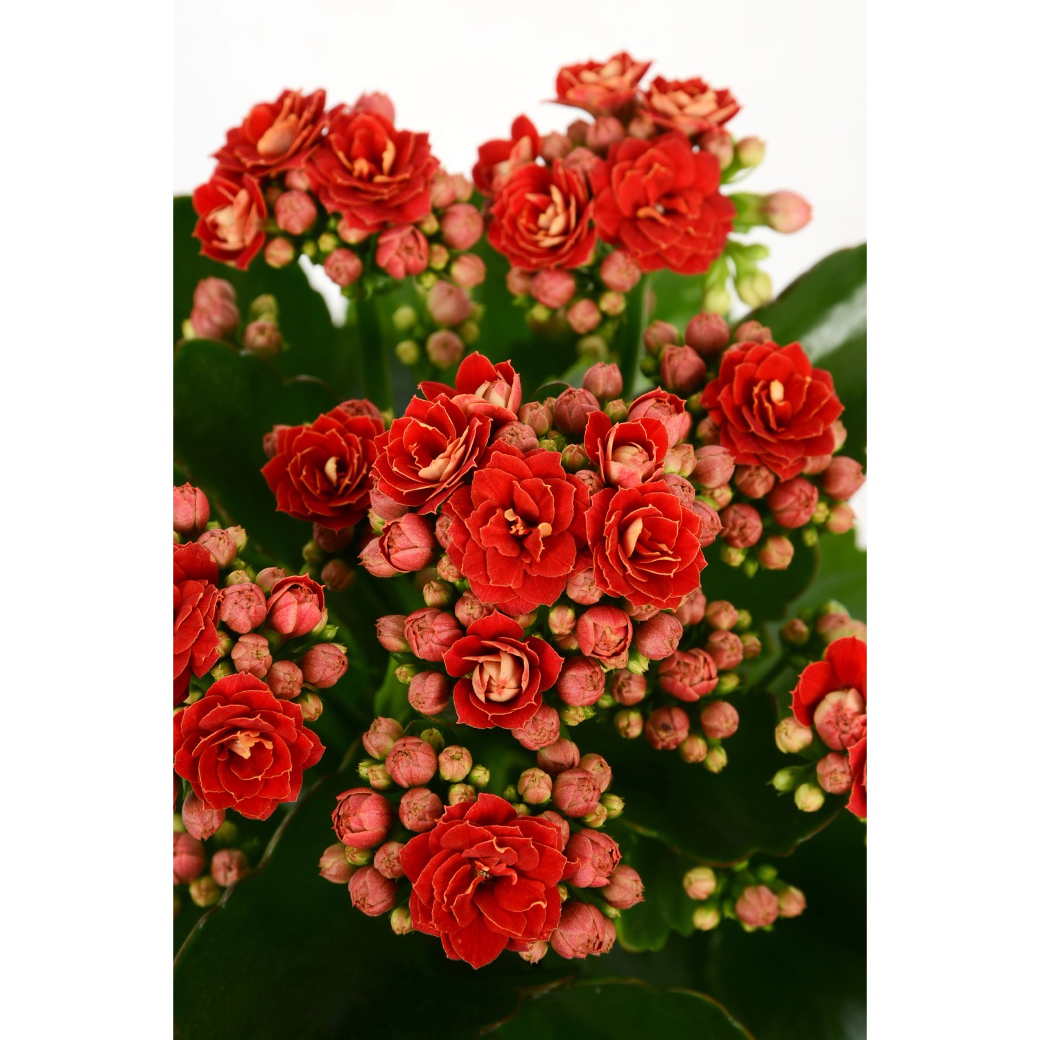 Calandiva rossa Flammendes Käthchen in vaso da 9 cm, una Kalanchoe Bossfeldiana con fiori doppi rossi.