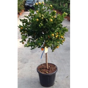 Albero di kumquat sferico in vaso con frutti maturi arancioni.
