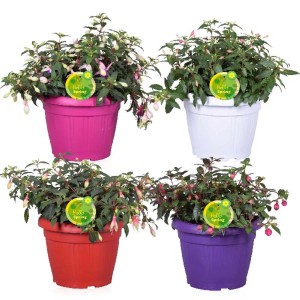 Piante fiorite t.b.t. in vasi di diversi colori.