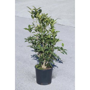 t.b.t. in vaso, una pianta perenne verde e fiorita per il giardino.