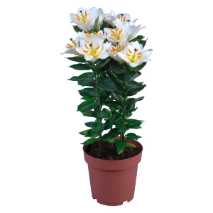 Giglio orientale bianco in vaso, diametro vaso circa 19 cm. Pianta fiorita decorativa per interni ed esterni.