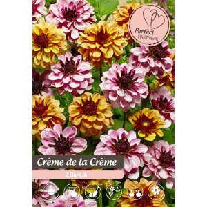 Mix di dalie Créme de la Créme con fiori gialli e rosa.