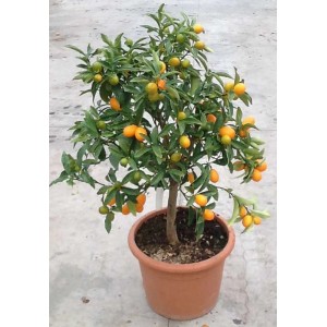 Albero di Kumquat in vaso con frutti maturi arancioni.