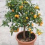 Albero di Kumquat in vaso con frutti maturi arancioni.