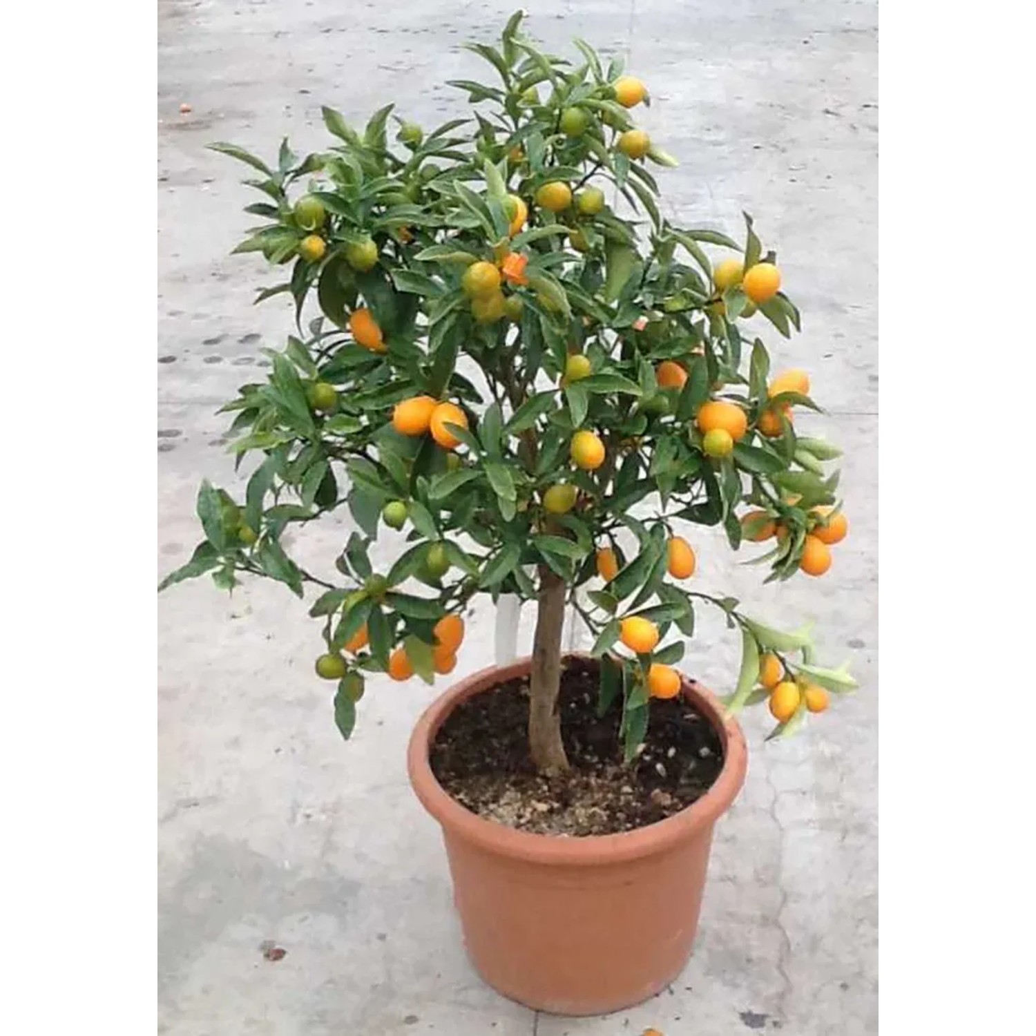 Fruttiera Rettangolare Quid Ebano – Acciaio Verniciato, 28 X 11,5 Cm