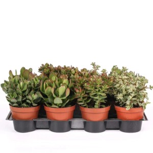 Crassula Mix piante grasse vaso Ø 12 cm