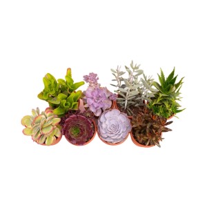 Piante grasse Mix succulente vaso Ø 18 cm