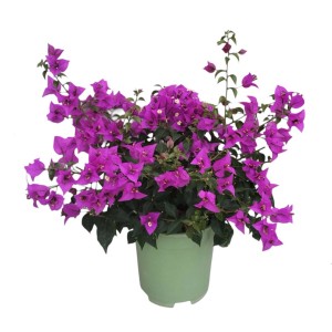 Bougainvillea rigogliosa in vaso con fiori rosa vivaci.